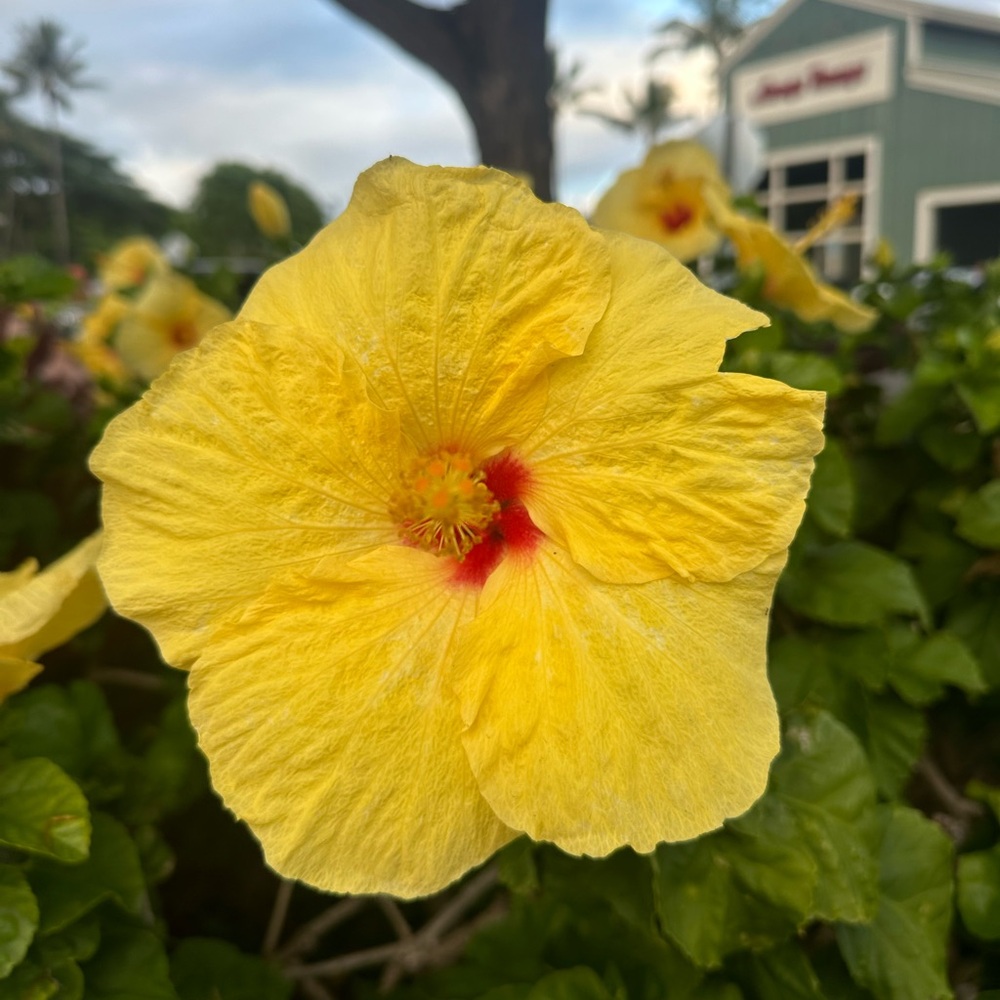 Meet your Posher, Tatum